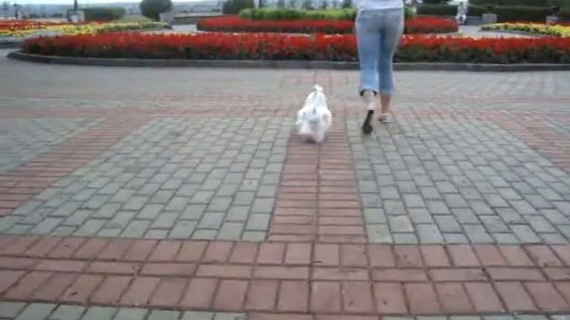 LOVELY EMPIRE Eliza Brilliant смотреть онлайн