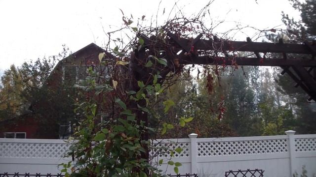 Обзор сада в начале октября! смотреть онлайн