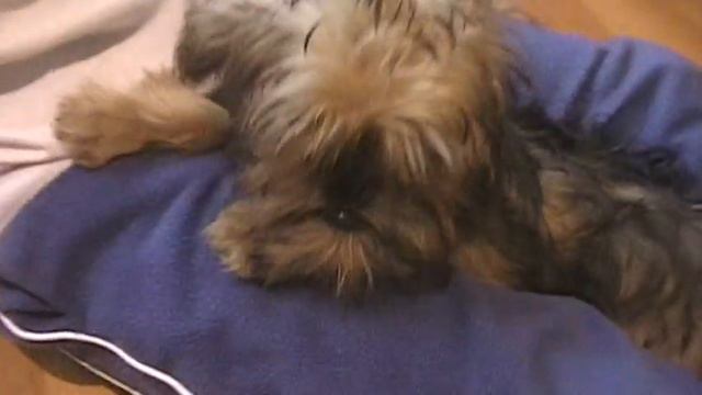 Griffon puppy - relaxing on young boy's lap смотреть онлайн