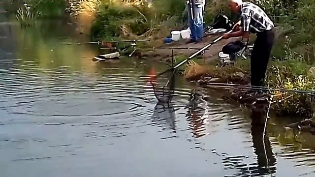 Рыбалка на Нижней Крынке сазан на 2 кг 2016г. смотреть онлайн