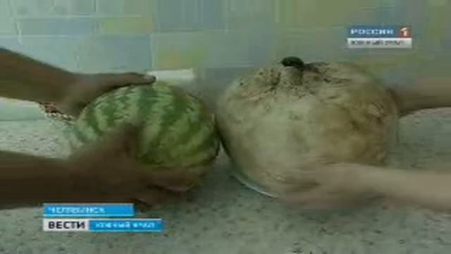 Житель Челябинска нашел пяти килограммовый гриб смотреть онлайн
