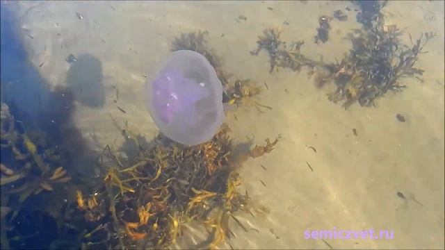 ?? Медузы Белого моря смотреть онлайн