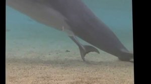 Рождение дельфинёнка | Birth of dolphin