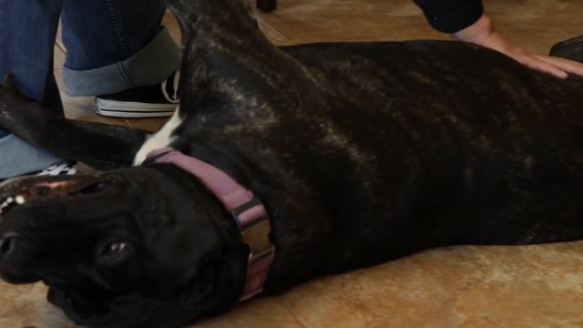 ALL ABOUT LIVING WITH PRESA CANARIO смотреть онлайн
