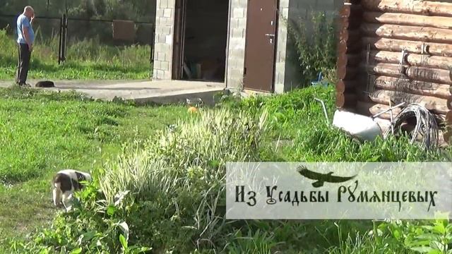 Продажа! Щенок САО! Кобель (бело-тигровый) "Из Усадьбы Румянцевых" помет А смотреть онлайн