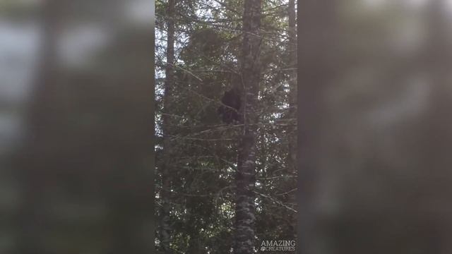 Как Быстро Медведь Может Залезть на Дерево? смотреть онлайн