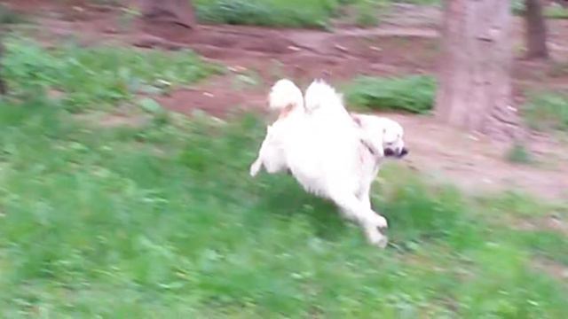 Two Norwegian Buhunds playing смотреть онлайн