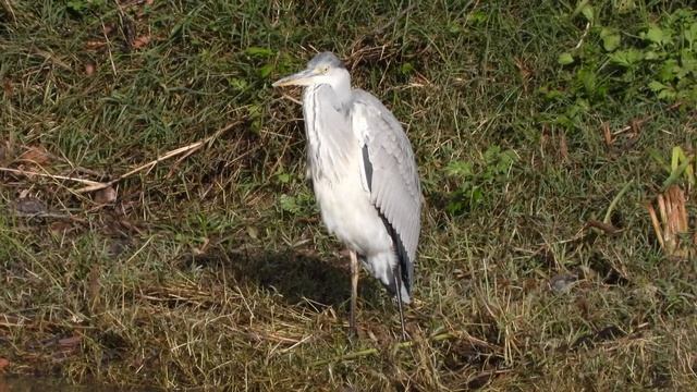Grey Heron (Ardea cinerea) смотреть онлайн