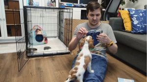 Вычесываем Кавалер Кинг Чарльз Спаниеля варежкой