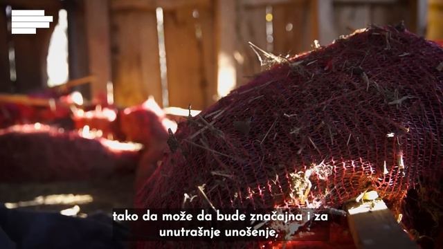 SNAGA BILJA | KANABIS: Legalni Uzgoj U Srbiji?