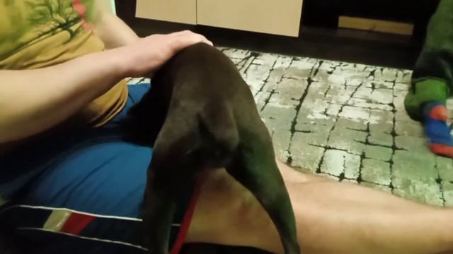 Курцхаар 4 месяца/собака в квартире смотреть онлайн