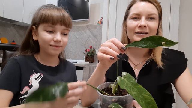 /Комнатные растения/Обзор на любимые Филодендроны/💞❤ смотреть онлайн