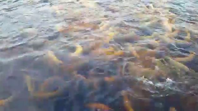 Янтарная форель в садке смотреть онлайн