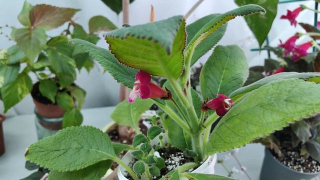 Цветущий декабрь 🏵️🍀🌼30.12.23г.#комнатныерастения #цветочнаясимфония #растения #цветы смотреть онлайн