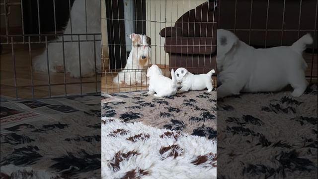 Щенки силихем терьера питомника Bambino Di Sole смотреть онлайн