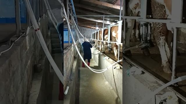 Наш доильный зал "Елочка 1*16". смотреть онлайн