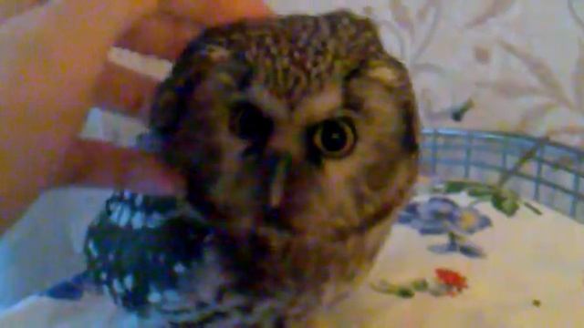 Мохноногий сыч смотреть онлайн