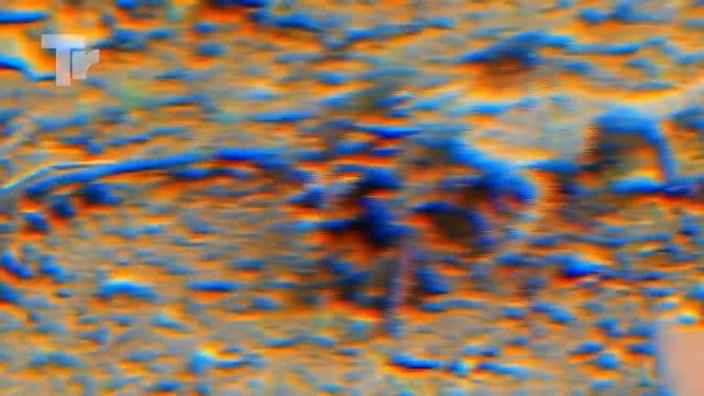 King Cobra and Even Pythons Are Afraid of This Monster смотреть онлайн