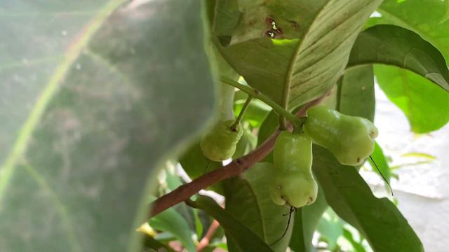 இனி வாட்டர் பாட்டில் சுமக்க தேவையில்லை😁இந்த பழம் போதும் /ஜாம்பக்காய்/Water Apple/Rose Apple