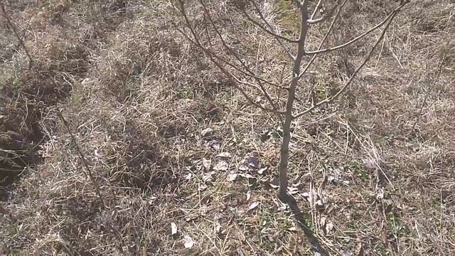 правила формировки молодых деревьев смотреть онлайн