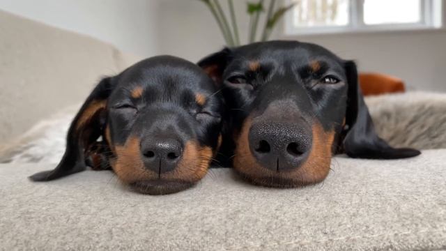 Loulou & Coco, the dachshund puppy that stays with us. смотреть онлайн