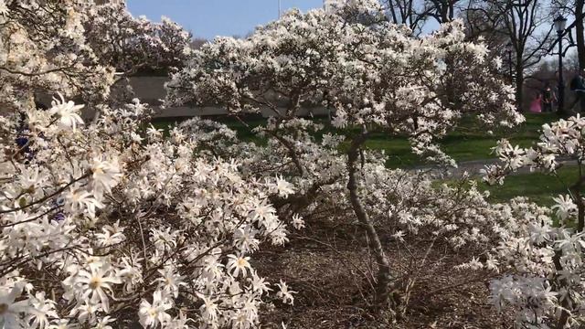 Magnolia in NYBG - 2 - Магнолия цветёт - около библиотеки в бот. саду Нью-Йорка - 14 апреля 2018. смотреть онлайн