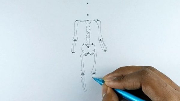 human skeleton diagram / how to draw human skeleton drawing easy