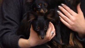 Русский той- терьер : все о породе от А до Я