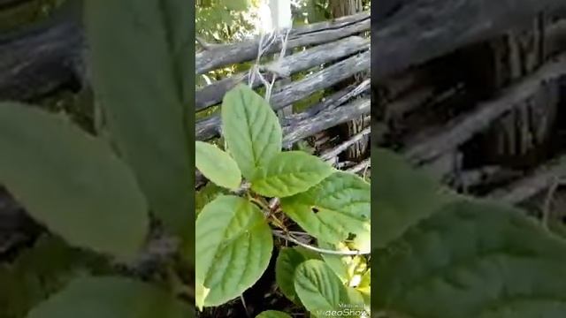 Сад ароматных трав!! Что посадить в ароматное саду? Ароматные цветы, лианы, кустарники и деревья! смотреть онлайн