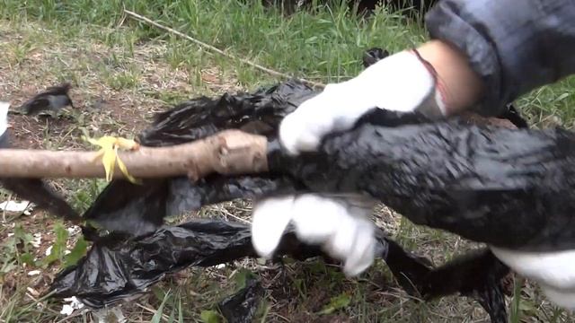 Вот это СТВОЛ у ВИШНИ?Распаковка вишни - вишня Память Еникеева, вишня Молодежная, черная Шоколадниц