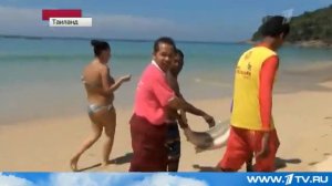 Акула на Пхукете