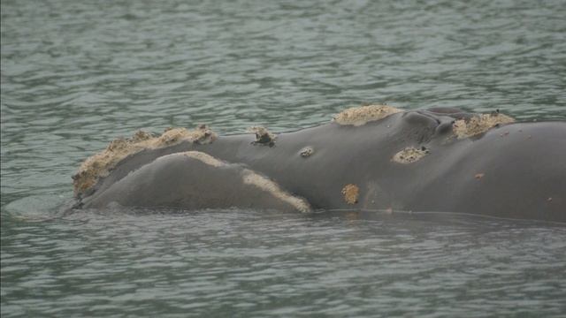 Facts: The Southern Right Whale смотреть онлайн