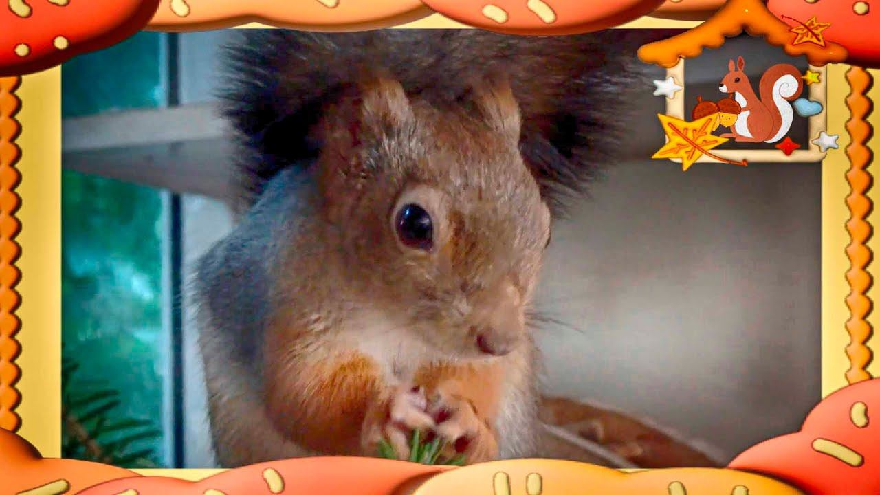 БУДНИ ДОМАШНЕЙ БЕЛКИ, КУШАЕТ ШИШКИ, ЖИВЕТ В ГАЙНЕ, МЕНЯЕТ ШЕРСТЬ. КАК СОДЕРЖАТЬ БЕЛКУ ДОМА. смотреть онлайн