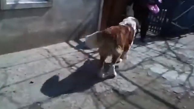 Лабер! Тети Катин Пес. смотреть онлайн