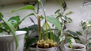 Комнатные Растения. Хойя Лазианта, Бутоны Зреют.