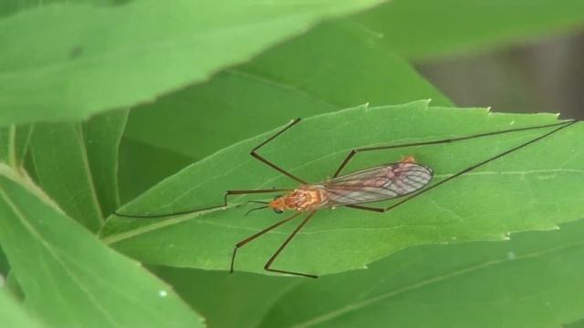 Tiger Crane Fly (Tipulidae: Nephrotoma) on Leaf смотреть онлайн