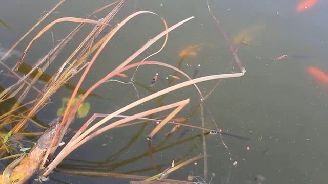 Карпы кои в пруду смотреть онлайн