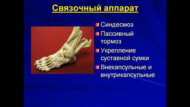 Зеркалова_ Юлия _Феликсовна _Анатомия человека_4_28.09.21 смотреть онлайн