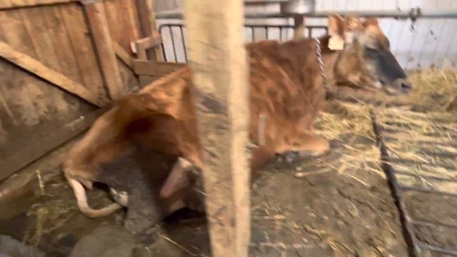 Моя гордость - Грязные Коровы! смотреть онлайн