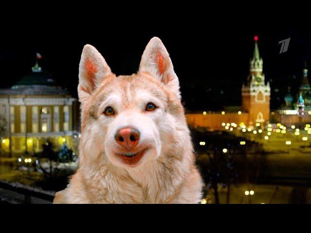 НОВОГОДНЕЕ ОБРАЩЕНИЕ ХАСКИ БУБЛИКА!! (Mister Booble) Говорящая собака смотреть онлайн