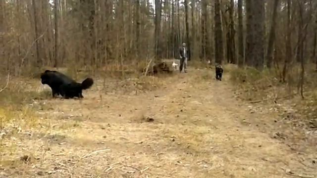 Лесная тропинка собак смотреть онлайн