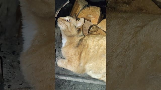 Кошка Бусинка в печке / Funny cats in the Russian stove смотреть онлайн