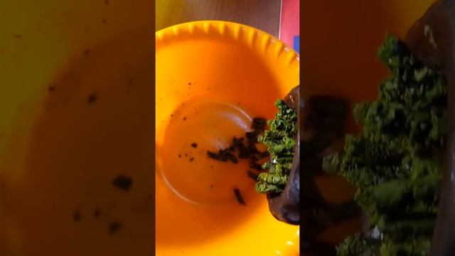 Иван -Чай ! Самый Качественный и простой способ переработки, и сушки в домашних условиях! смотреть онлайн