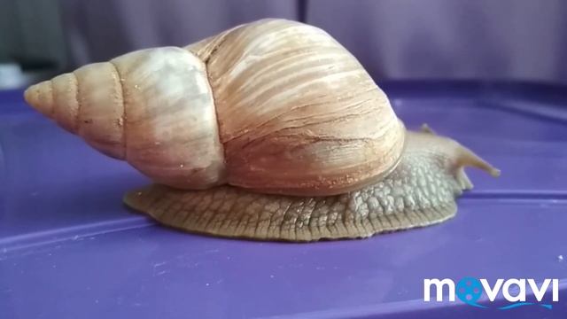 КАК УХАЖИВАТЬ ЗА РАКУШКОЙ УЛИТКИ?