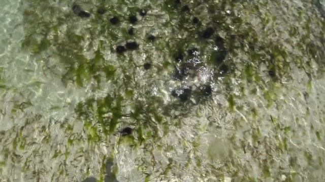 ЗАНЗИБАР 2021 - Экскурсия в отлив по океану. Полный обзор отеля Waikiki Zanzibar Resort смотреть онлайн