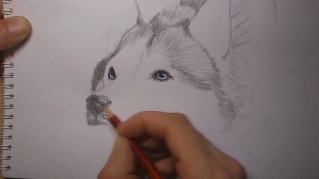 рисуем собаку хаски (draw a dog husky) смотреть онлайн