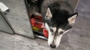 КТО ТАКОЙ ХАСКИ ДЖАГЕР?/ ОБЗОР ОТ ШЛЯГЕРА