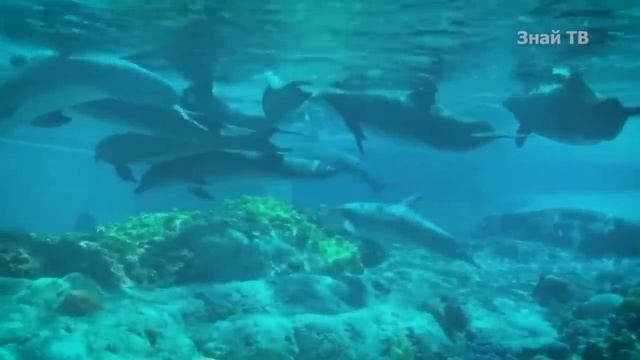 ВВС ДЕЛЬФИНЫ.mp4 смотреть онлайн