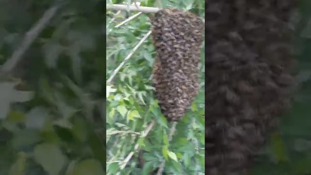 Пчолы рой 2019 смотреть онлайн