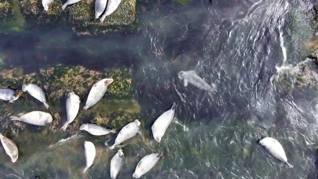 Сахалин, село. Взморье, нерпы смотреть онлайн